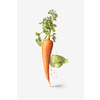 Creative vegetarian composition from fresh natural organic cabbage in the form of boxing glove punching vegetable carrot with splash on a white background, copy space. Vegan healthy food concept.