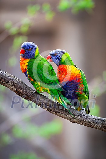 A pair of Rainbow Lorikeets fighting/playing/teasing each other on a tree branch (Trichoglossus haematodus)