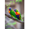 A pair of Rainbow Lorikeets fighting/playing/teasing each other on a tree branch (Trichoglossus haematodus)