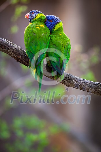 A pair of Rainbow Lorikeets being romantic on a tree branch (Trichoglossus haematodus) A pair of Rainbow Lorikeets being romantic on a tree branch (Trichoglossus haematodus)
