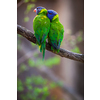 A pair of Rainbow Lorikeets being romantic on a tree branch (Trichoglossus haematodus)