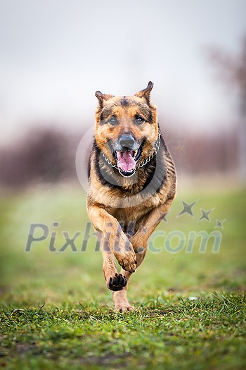 Fast running german shepherd dog