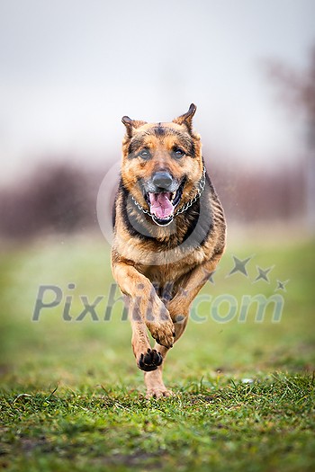 Fast running german shepherd dog Fast running german shepherd dog