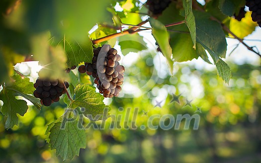 Vineyards at sunset in autumn harvest. Ripe grapes in fall. Vineyards at sunset in autumn harvest. Ripe grapes in fall.