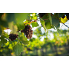 Vineyards at sunset in autumn harvest. Ripe grapes in fall.