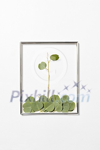 Creeting card of festive frame with Eucalyptus plant composition from fallen leaves on a light grey background, copy space. Creeting card of festive frame with Eucalyptus plant composition from fallen leaves on a light grey background, copy space.