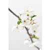 Congratulation card with close up tender blooming cherry branch against pastel grey background, copy space. Greeting spring card.