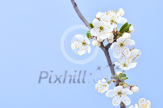 Congratulation postcard with close up tender blooming cherry branch against pastel lavender background, copy space. Greeting spring card. Congratulation postcard with close up tender blooming cherry branch against pastel lavender background, copy space. Greeting spring card.