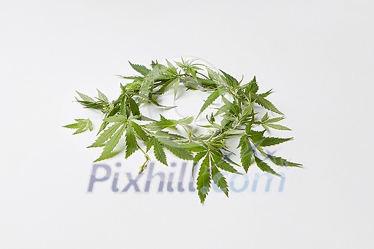 Green wreath from fresh natural marijuana leaves on a light grey background with copy space. Concept use of marijuana for medical puposes.