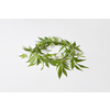 Green wreath from fresh natural marijuana leaves on a light grey background with copy space. Concept use of marijuana for medical puposes.