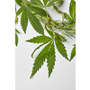 Green natural marijuana leaves bound with wire on a light grey background with copy space. Concept use of marijuana for medical puposes.