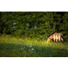 Przewalski horse grazing on a lovely meadow