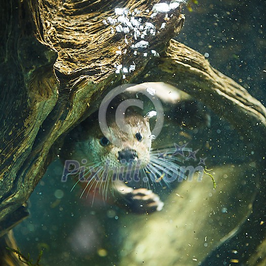 Cute otters - Eurasian otter (Lutra lutra) Cute otters - Eurasian otter (Lutra lutra)