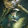 Cute otters - Eurasian otter (Lutra lutra)