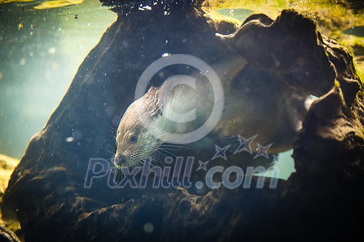 Cute otters - Eurasian otter (Lutra lutra) Cute otters - Eurasian otter (Lutra lutra)