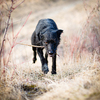 Scary, devil-like black dog running outdoors