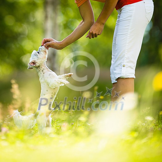 Cute little dog doing agility drill - running slalom, being obediend and making his master proud and happy Cute little dog doing agility drill - running slalom, being obediend and making his master proud and happy