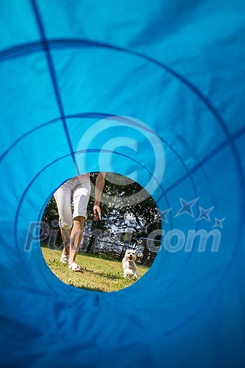 Cute little dog doing agility drill - running slalom, being obediend and making his master proud and happy