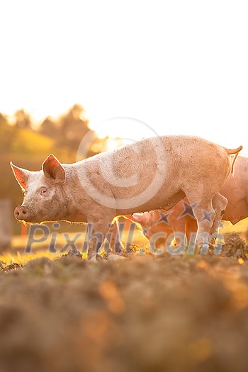 Pigs eating on a meadow in an organic meat farm - wide angle lens shot Pigs eating on a meadow in an organic meat farm - wide angle lens shot