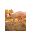 Pigs eating on a meadow in an organic meat farm - wide angle lens shot