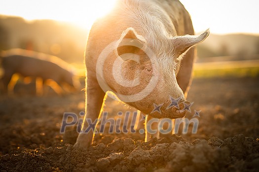 Pigs eating on a meadow in an organic meat farm - wide angle lens shot