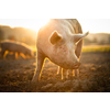 Pigs eating on a meadow in an organic meat farm - wide angle lens shot