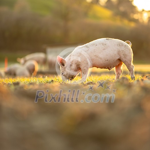 Pigs eating on a meadow in an organic meat farm - wide angle lens shot Pigs eating on a meadow in an organic meat farm - wide angle lens shot