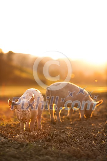 Pigs eating on a meadow in an organic meat farm - wide angle lens shot Pigs eating on a meadow in an organic meat farm - wide angle lens shot