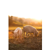 Pigs eating on a meadow in an organic meat farm - wide angle lens shot