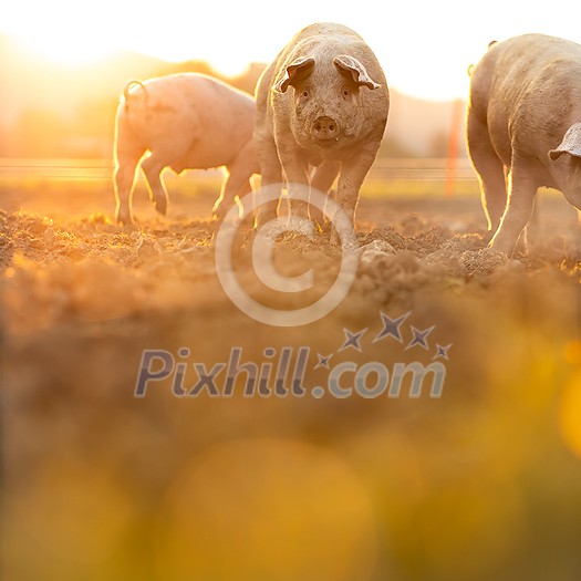Pigs eating on a meadow in an organic meat farm - wide angle lens shot Pigs eating on a meadow in an organic meat farm - wide angle lens shot