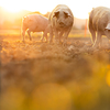 Pigs eating on a meadow in an organic meat farm - wide angle lens shot