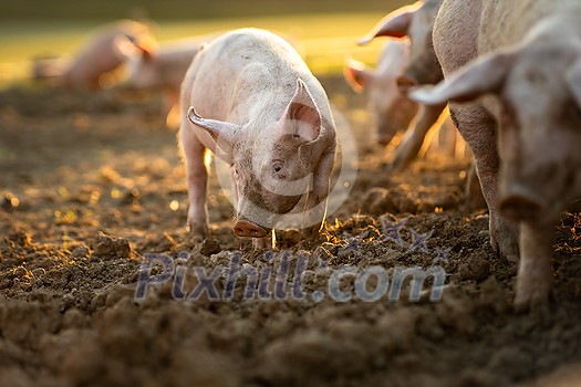 Pigs eating on a meadow in an organic meat farm - wide angle lens shot