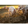 Pigs eating on a meadow in an organic meat farm - wide angle lens shot