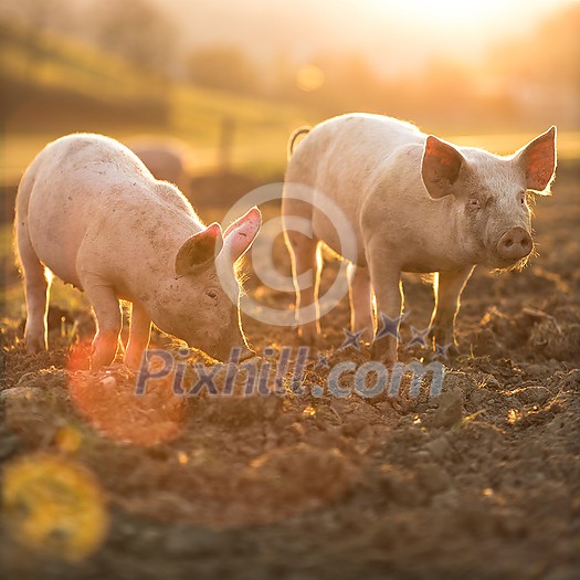 Pigs eating on a meadow in an organic meat farm - wide angle lens shot