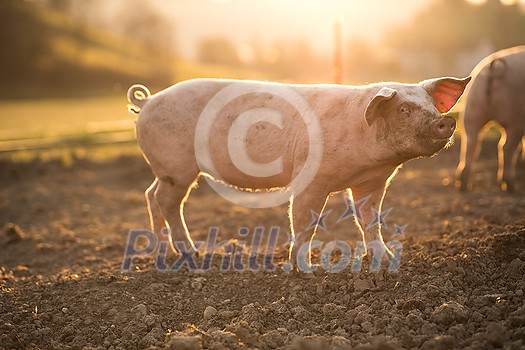 Pigs eating on a meadow in an organic meat farm - wide angle lens shot