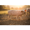 Pigs eating on a meadow in an organic meat farm - wide angle lens shot