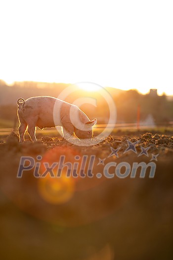Pigs eating on a meadow in an organic meat farm - wide angle lens shot Pigs eating on a meadow in an organic meat farm - wide angle lens shot