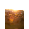 Pigs eating on a meadow in an organic meat farm - wide angle lens shot