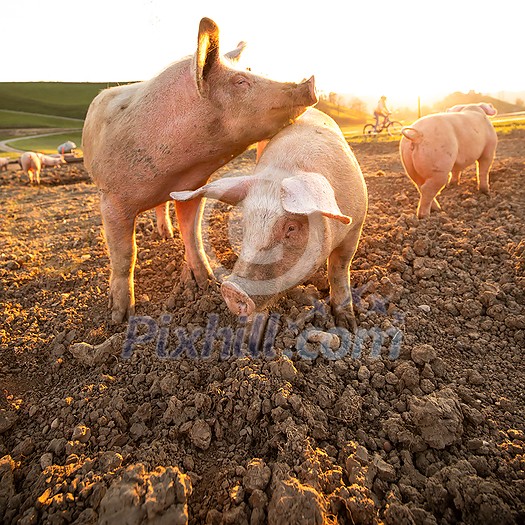 Pigs eating on a meadow in an organic meat farm - wide angle lens shot Pigs eating on a meadow in an organic meat farm - wide angle lens shot