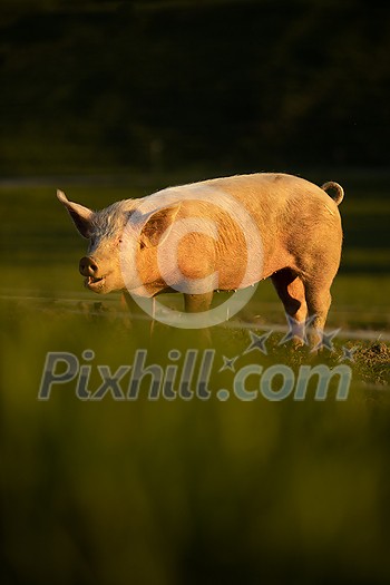 Pigs eating on a meadow in an organic meat farm - wide angle lens shot Pigs eating on a meadow in an organic meat farm - wide angle lens shot