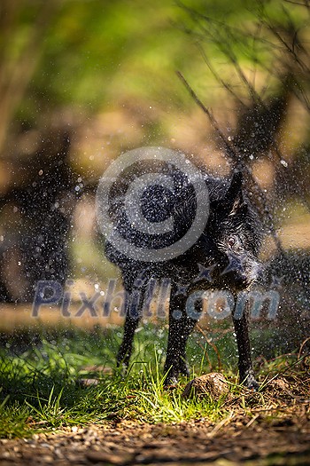 Wagging the dog - cute black dog getting rid of water in his fur after a swim, shaking it off Wagging the dog - cute black dog getting rid of water in his fur after a swim, shaking it off