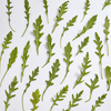 Green vegetable pattern from home grown natural organic fresh arugula leaves on a light grey background. Top view. Vegetarian healthy food concept.
