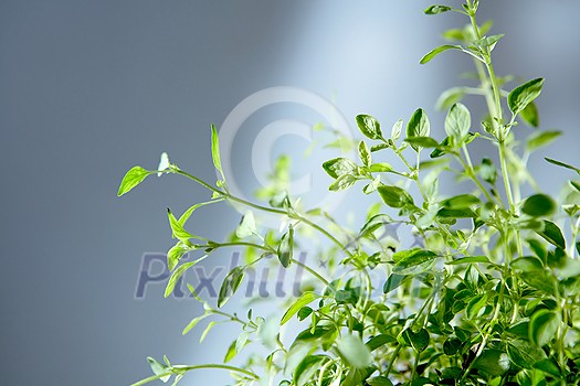 Fresh bunch of natural organic home grown flavoring herbs lighted sun beam against grey background, copy space. Vegan healthy food concept. Fresh bunch of natural organic home grown flavoring herbs lighted sun beam against grey background, copy space. Vegan healthy food concept.