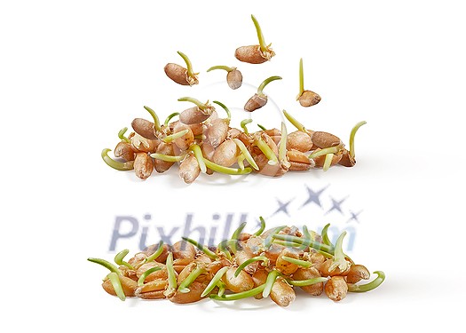 Sprouted microgreens of fresh natural organic wheat seeds derminated at home on a white background, copy space. Vegan and healthy eating concept. Sprouted microgreens of fresh natural organic wheat seeds derminated at home on a white background, copy space. Vegan and healthy eating concept.
