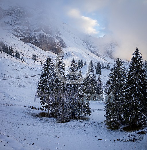 Awesome winter landscape with spruces covered in snow. Frosty day, exotic wintry scene. Magic Carpathian mountains, Ukraine, Europe. Winter nature wallpapers. Splendid christmas scene.
