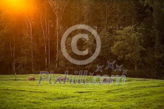 Cows going home from pasture at the close of the day - Regenerative farming concept/Grass fed beef