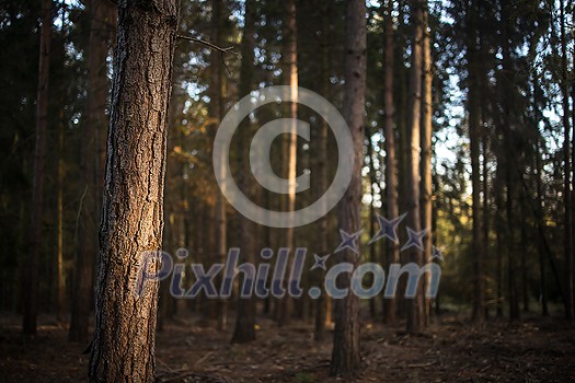 Lovely autumnal forests lit by warm late afternoon sun Lovely autumnal forests lit by warm late afternoon sun