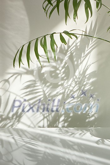 Creative composition from natural branches of evergreen tropical palm plant with decorative shadows on a light wall and surface. Game of shadows on a wall from window at the sunny day.
