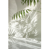 Creative composition from natural branches of evergreen tropical palm plant with decorative shadows on a light wall and surface. Game of shadows on a wall from window at the sunny day.