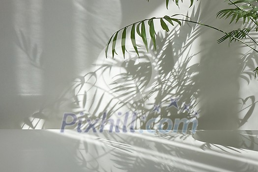 Fresh natural branches of evergreen tropical palm plant with decorative shadows on a light wall and glossy table surface. Game of shadows on a wall from window at the sunny day. Fresh natural branches of evergreen tropical palm plant with decorative shadows on a light wall and glossy table surface. Game of shadows on a wall from window at the sunny day.